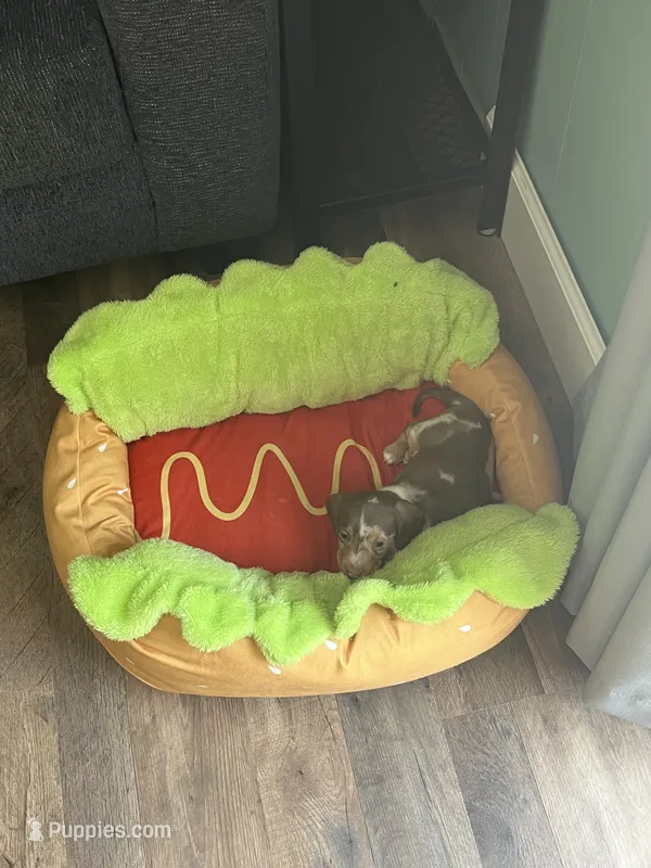 Jasper  – Miniature Dachshund puppy for sale in Beulaville, NC