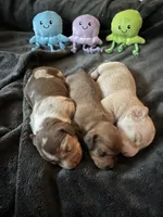 Jasper , a male Miniature Dachshund for sale in Beulaville, NC – 4 of 7