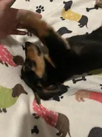 Willow, a female Miniature Dachshund for sale in Beulaville, NC – 1 of 10