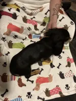 Willow, a female Miniature Dachshund for sale in Beulaville, NC – 3 of 10