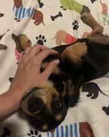 Willow, a female Miniature Dachshund for sale in Beulaville, NC – 2 of 10