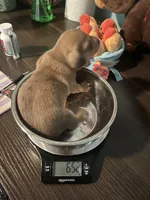 Roy the Runt, a male Miniature Dachshund for sale in Beulaville, NC – 4 of 6