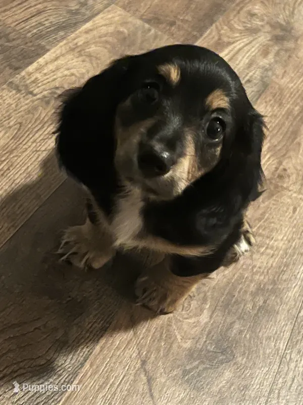 Willow – Miniature Dachshund puppy for sale in Beulaville, NC