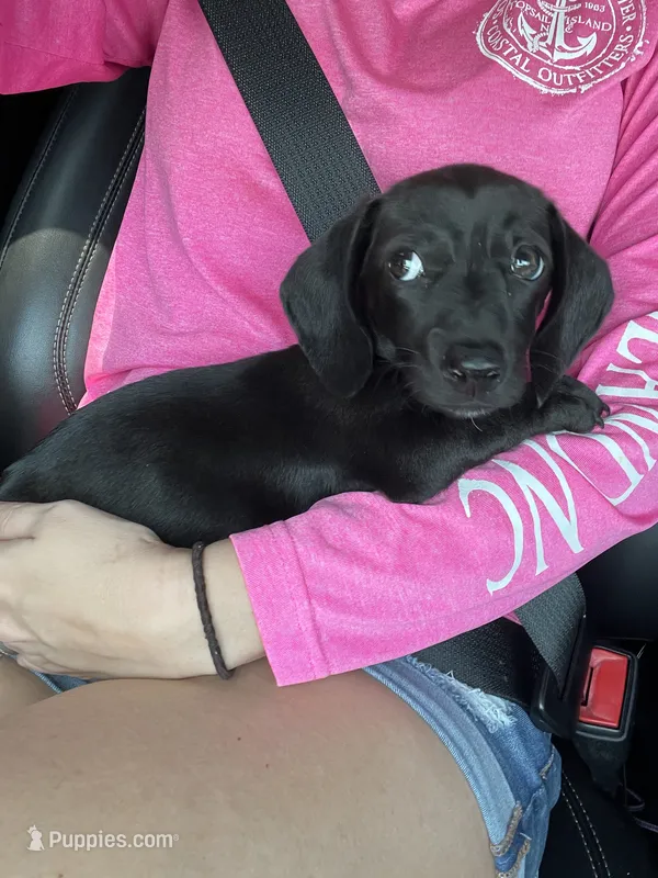 Pepper – Miniature Dachshund puppy for sale in Beulaville, NC