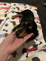 Willow, a female Miniature Dachshund for sale in Beulaville, NC – 7 of 10