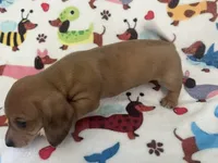Roy the Runt, a male Miniature Dachshund for sale in Beulaville, NC – 2 of 6