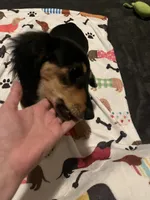 Willow, a female Miniature Dachshund for sale in Beulaville, NC – 4 of 10