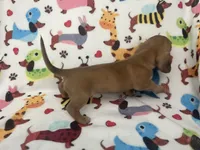 Roy the Runt, a male Miniature Dachshund for sale in Beulaville, NC – 3 of 6