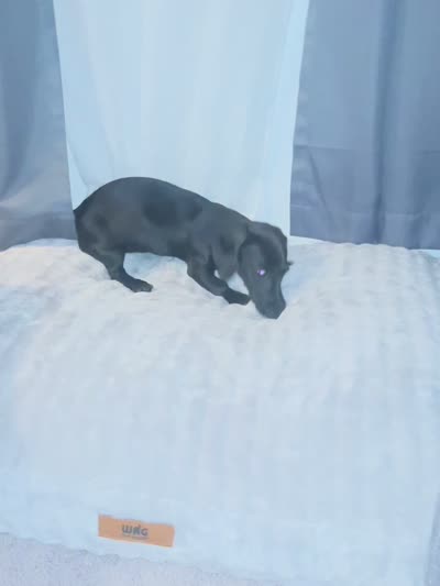 Pepper, a female Miniature Dachshund for sale in Beulaville, NC – 5 of 8