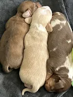 Jasper , a male Miniature Dachshund for sale in Beulaville, NC – 5 of 7