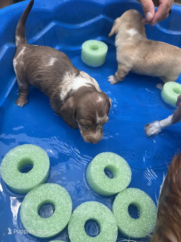 Jasper  – Miniature Dachshund puppy for sale in Beulaville, NC