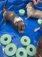 Jasper , a male Miniature Dachshund for sale in Beulaville, NC – 2 of 7