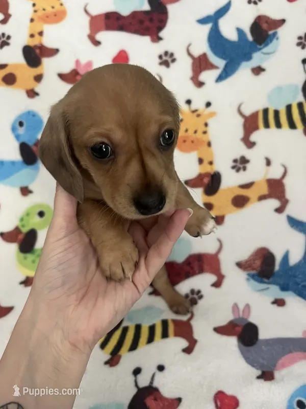 Roy the Runt – Miniature Dachshund puppy for sale in Beulaville, NC