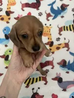 Roy the Runt, a male Miniature Dachshund for sale in Beulaville, NC – 1 of 6