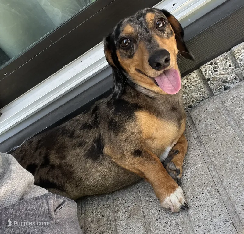 Cooper – Miniature Dachshund puppy for sale in Beulaville, NC