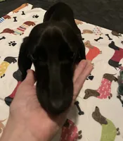 Pepper, a female Miniature Dachshund for sale in Beulaville, NC – 4 of 8