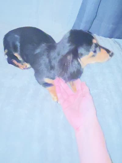 Willow, a female Miniature Dachshund for sale in Beulaville, NC – 10 of 10