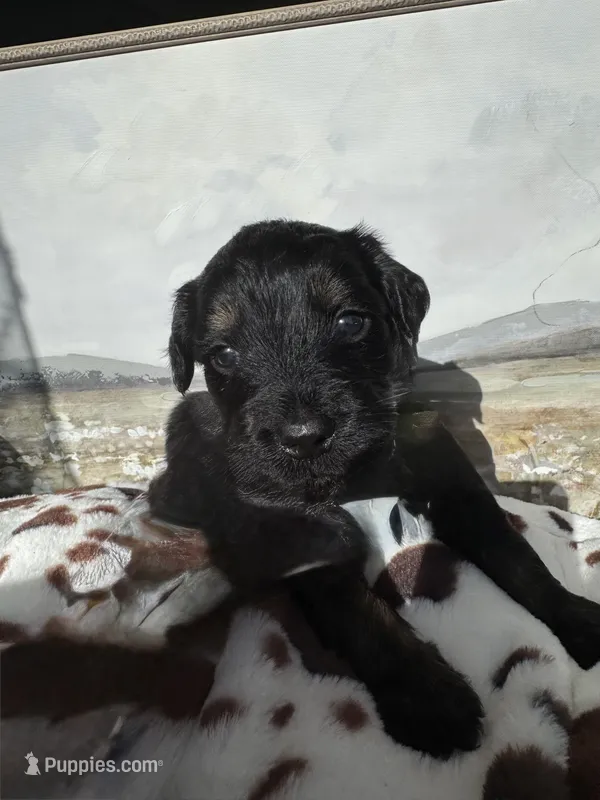 Green – Aussiedoodle puppy for sale in Slidell, LA