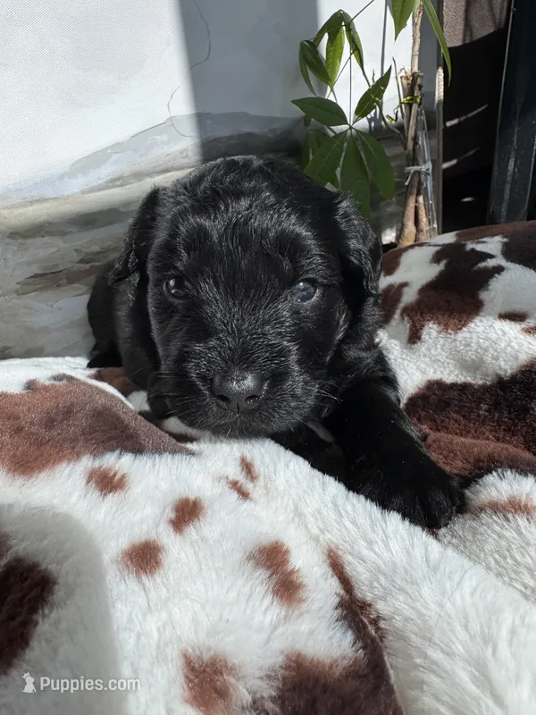 Red – Aussiedoodle puppy for sale in Slidell, LA