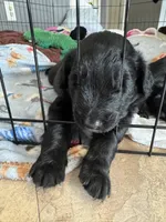 Yellow, a female Aussiedoodle for sale in Slidell, LA – 2 of 2