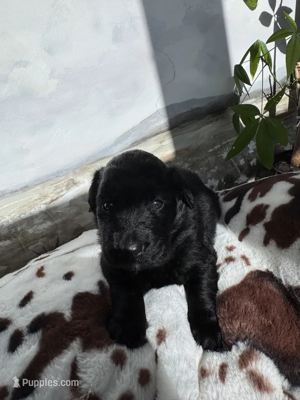 Yellow – Aussiedoodle puppy for sale in Slidell, LA