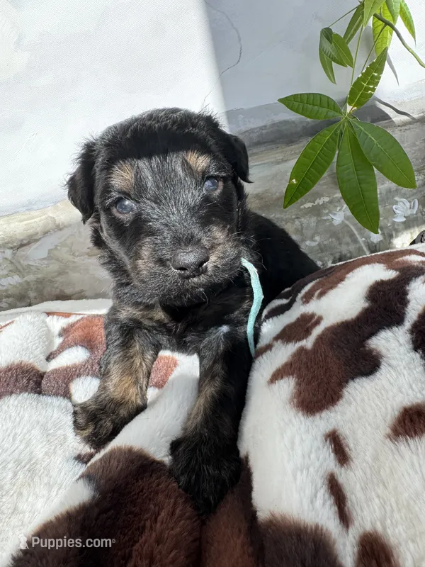 Blue  – Aussiedoodle puppy for sale in Slidell, LA