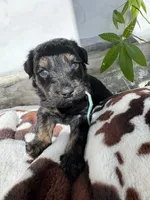 Blue , a male Aussiedoodle for sale in Slidell, LA – 1 of 1