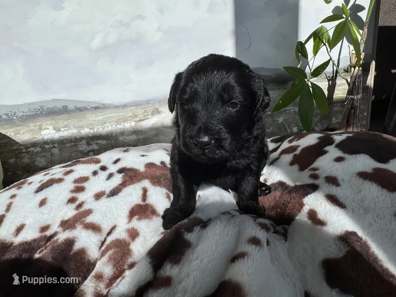 Orange  – Aussiedoodle puppy for sale in Slidell, LA