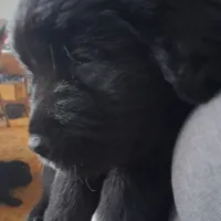 Korova, a female Great Pyrenees and Newfoundland for sale in Andover, MN – Photo 2 of 10