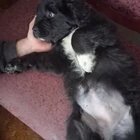 Korova, a female Great Pyrenees and Newfoundland for sale in Andover, MN – Photo 4 of 10