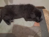 Korova, a female Great Pyrenees and Newfoundland for sale in Andover, MN – Photo 10 of 10