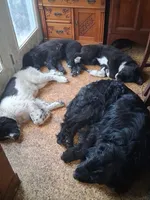 Korova, a female Great Pyrenees and Newfoundland for sale in Andover, MN – Photo 8 of 10