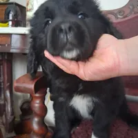 Korova, a female Great Pyrenees and Newfoundland for sale in Andover, MN – Photo 6 of 10