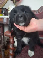 processed/72751400-0442-48a2-bb08-97bc8773c175/listing/64a1b6bf-f8ba-4d3a-89a9-686e3dbc04af/4a5b4ee1-9d34-4f2d-a52d-54438f04a872