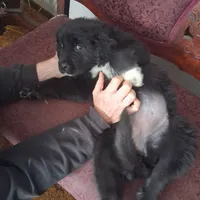 Korova, a female Great Pyrenees and Newfoundland for sale in Andover, MN – Photo 3 of 10