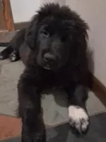 Korova, a female Great Pyrenees and Newfoundland for sale in Andover, MN – Photo 7 of 10