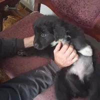 Korova, a female Great Pyrenees and Newfoundland for sale in Andover, MN – Photo 9 of 10