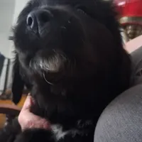 Korova, a female Great Pyrenees and Newfoundland for sale in Andover, MN – Photo 1 of 10