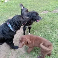 Alex, a male Great Pyrenees and Newfoundland for sale in Andover, MN – Photo 4 of 10
