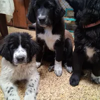 Alex, a male Great Pyrenees and Newfoundland for sale in Andover, MN – Photo 7 of 10