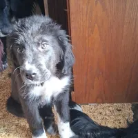 Alex, a male Great Pyrenees and Newfoundland for sale in Andover, MN – Photo 6 of 10