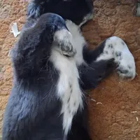 Alex, a male Great Pyrenees and Newfoundland for sale in Andover, MN – Photo 9 of 10