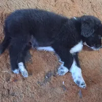 Alex, a male Great Pyrenees and Newfoundland for sale in Andover, MN – Photo 2 of 10