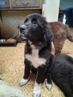 Alex, a male Great Pyrenees and Newfoundland for sale in Andover, MN – Photo 10 of 10