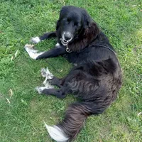 Alex, a male Great Pyrenees and Newfoundland for sale in Andover, MN – Photo 5 of 10