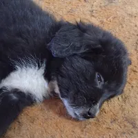 Alex, a male Great Pyrenees and Newfoundland for sale in Andover, MN – Photo 1 of 10