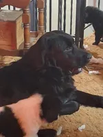 processed/72751400-0442-48a2-bb08-97bc8773c175/listing/bf58da9e-d7ef-4d45-9225-81a3ef8460ab/ab08cc25-0478-449c-96ff-4102fa2c3ad1