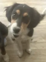 Bonnie, a female Cavalier King Charles Spaniel and Miniature Australian Shepherd for sale in Klamath Falls, OR – 3 of 8