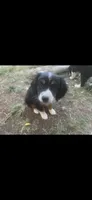 Blue, a male Cavalier King Charles Spaniel and Miniature Australian Shepherd for sale in Klamath Falls, OR – 7 of 10