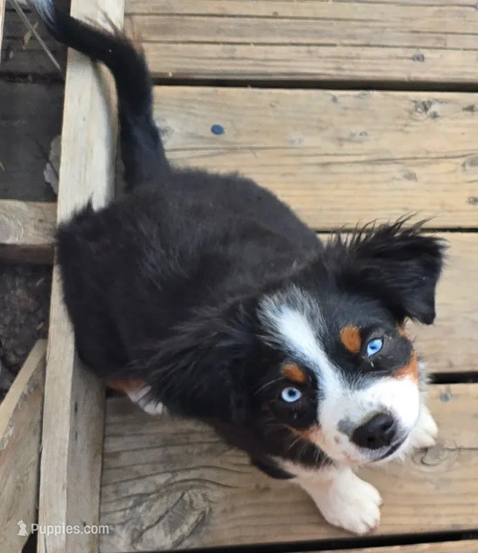 Nova – Miniature Australian Shepherd puppy for sale in Klamath Falls, OR